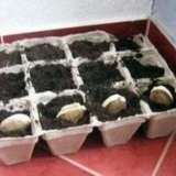 Kako uzgojiti šljivu iz sjemena